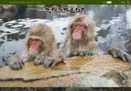 Snow Monkey's World