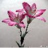 Lily415