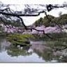 shidoshi