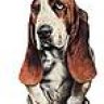 hushpuppy212