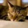 straycat