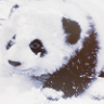 pandaa