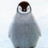 Poru