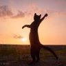 thesun