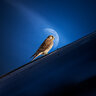 Moon Falcon