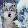 ak_wolf2024