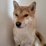 karol_123_