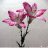 Lily415