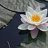 tatami