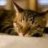straycat