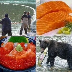 Fraser River Salmon