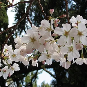 Sakura