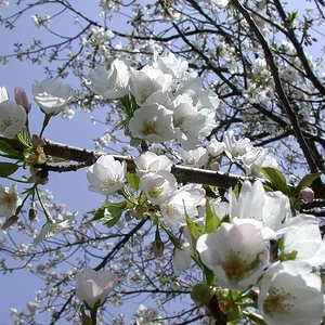 Spring Again