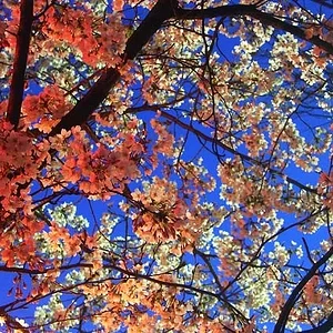 Cherry Blossom