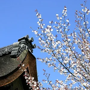 Cherry Blossoms