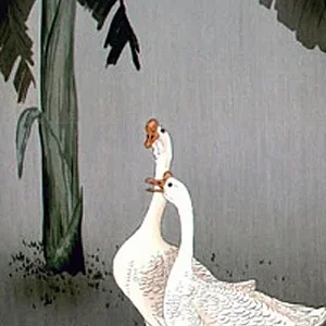 bird4