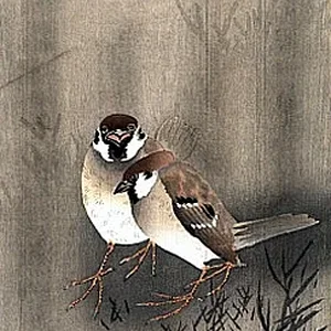 bird5