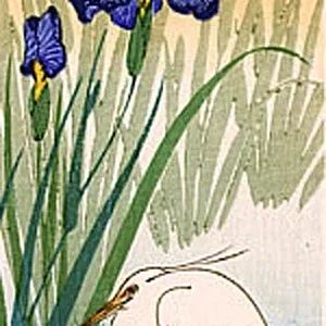 bird6