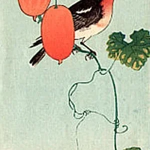 bird7