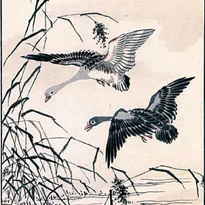bird20