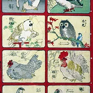 birds27