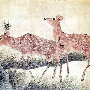 animal4