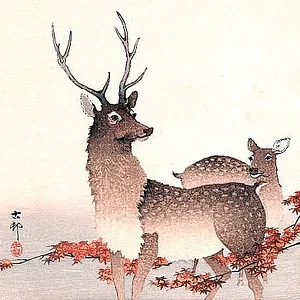 animal6