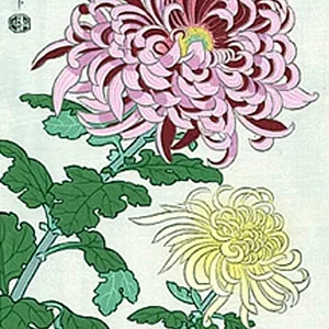 plant29