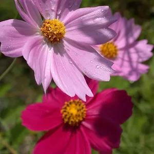Cosmos Flowers