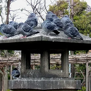 Kameido Tenjin