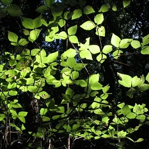 Green leaves