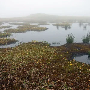 Misty Pond