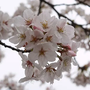 sakura