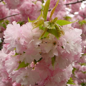 Yae Sakura