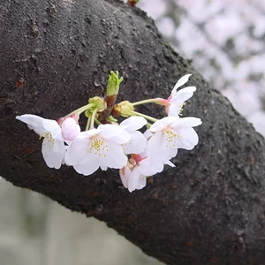 Sakura