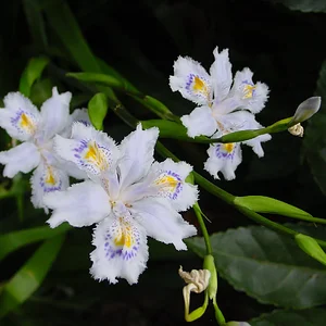 Iris