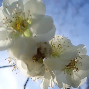 UME (Japanese plum) blossom