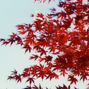 Just love Japan