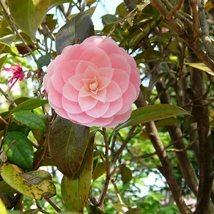 My_Nihon_219_