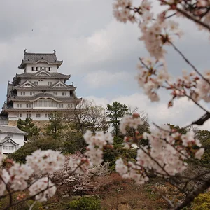 cherry blossom and Himeji jo
