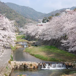Cherry blossom, Ashiyagawa