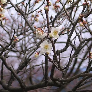 sakura.jpg