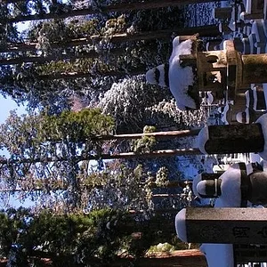 zkoya1.jpg