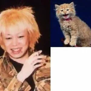 cat.jpg