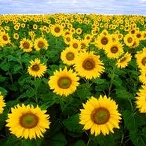 300px-Sunflowers.jpg