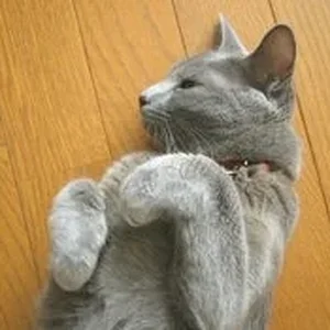 neko.jpg