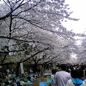 ueno2.jpg