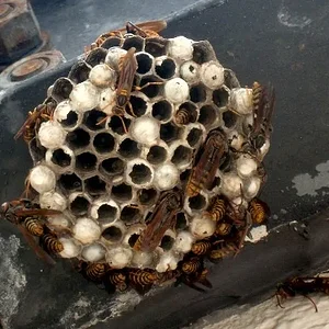 paper_wasp.jpg