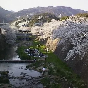 ashiyagawa hanami.jpg
