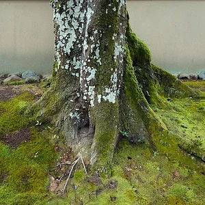 trunk:stump - kyoto.jpg